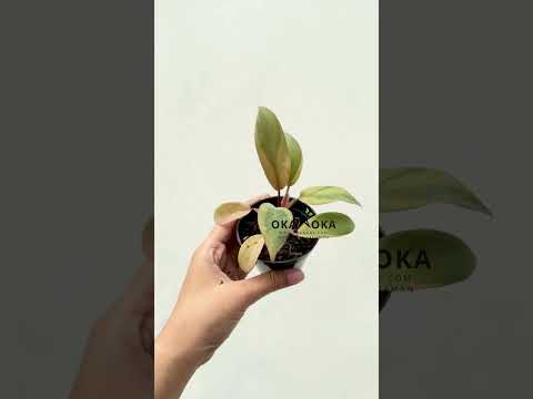 philodendron black cardinal variegated Philodendron Black Cardinal Variegated – Okanoka
