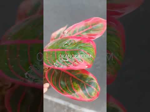 aglaonema khanza pink Aglaonema Khanza – Okanoka