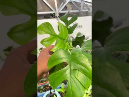 Rhaphidophora Tetrasperma, Monstera Ginny, Monstera Minima, Mini Monstera