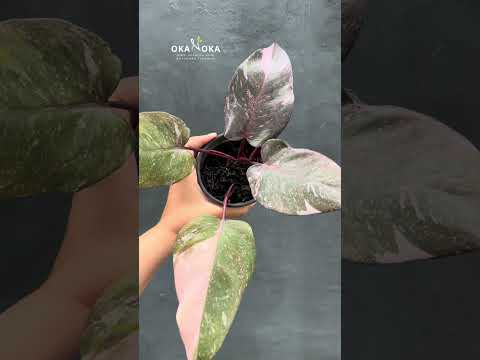 faux pink princess philodendron Philodendron Pink Princess Galaxy – Okanoka