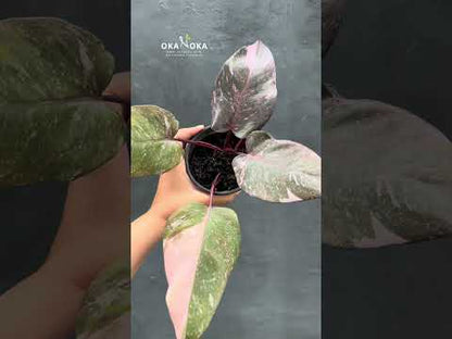 Philodendron Pink Princess Galaxy