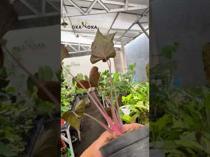 هومالومينا بلاك