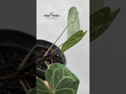 Anthurium Clarinervium Pagoda