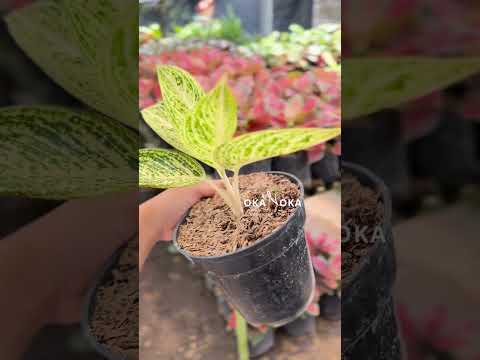 aglaonema legacy putih Aglaonema White Legacy – Okanoka