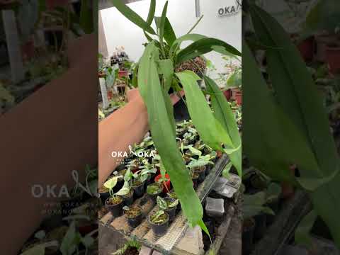 anthurium vittarifolium propagation Anthurium Vittarifolium Long Leaves