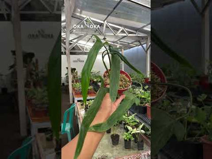 anthurium holtonianum Philodendron Holtonianum – Okanoka
