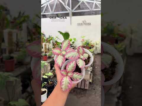 Episcia Cleopatra – Okanoka