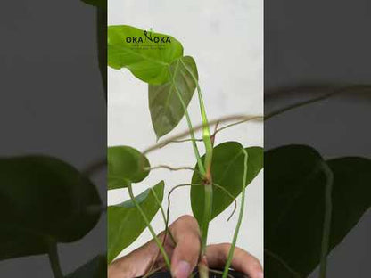 philodendron esmeraldense care Philodendron Esmeraldense – Okanoka