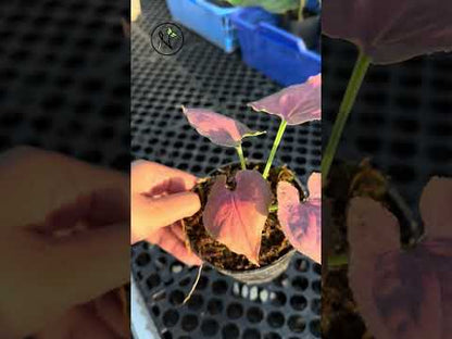 Syngonium Pink Perfection Small