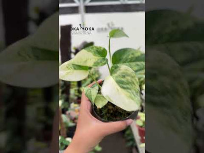 Philodendron Cebu Blue Variegated