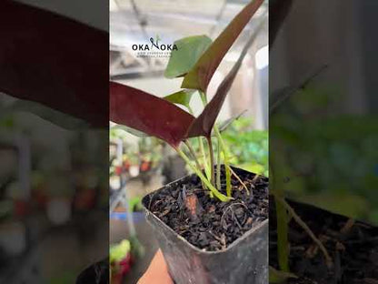 Syngonium Erythrophyllum Flecha Roja