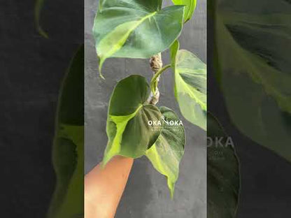 Rare Philodendron Brasil LARGE