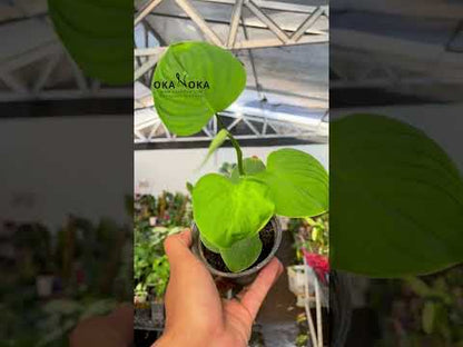 Philodendron Fibraecataphyllum