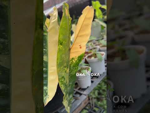 variegated philodendron billietiae Philodendron Billietiae Variegated – Okanoka