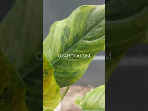 philodendron asiatica's variegate Philodendron Subhastatum Variegated