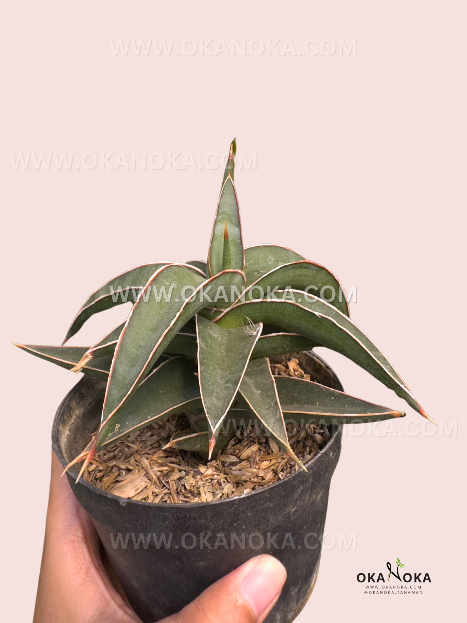 sansevieria lavranos Sansevieria Lavranos