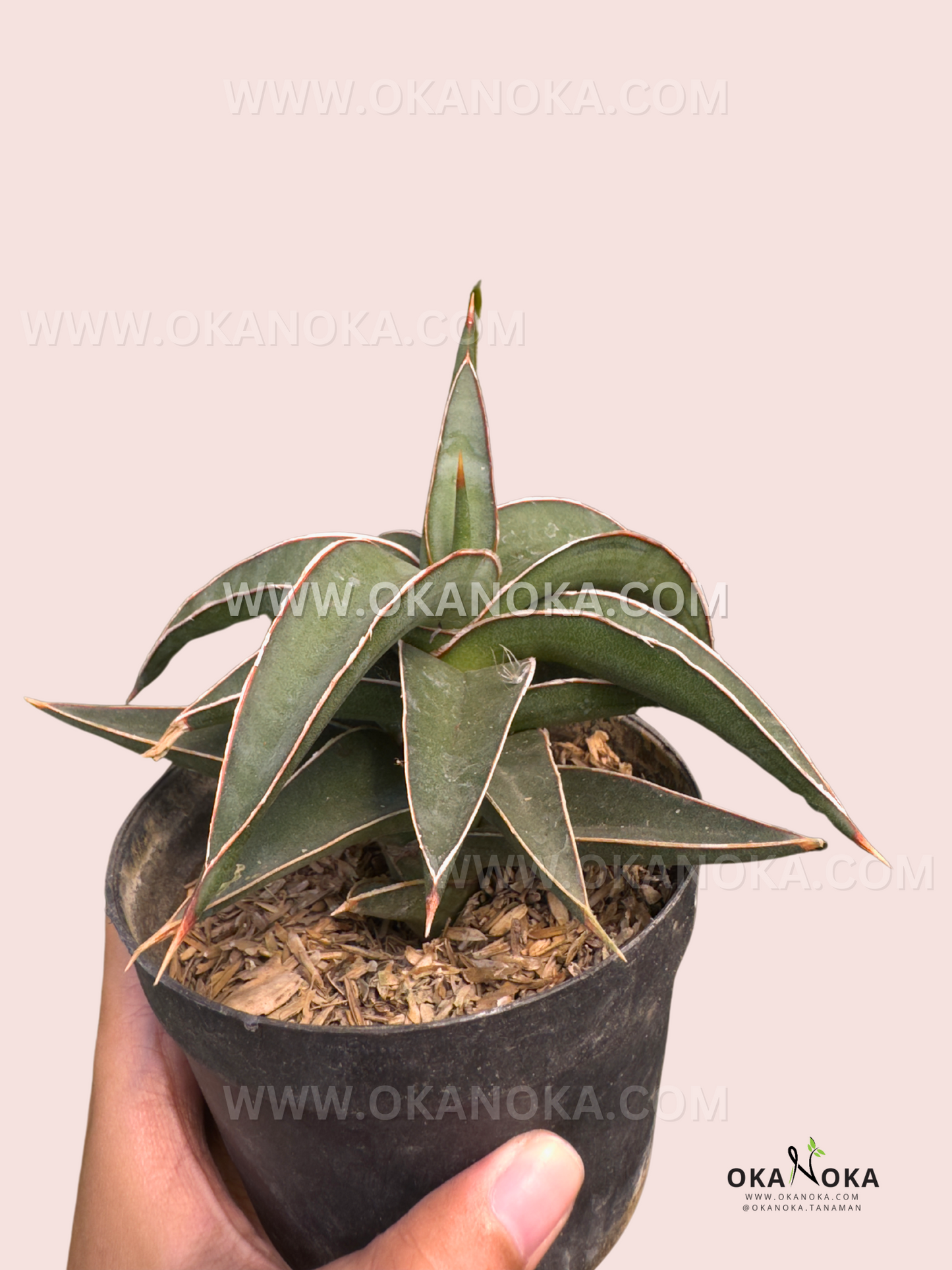 Sansevieria Lavranos