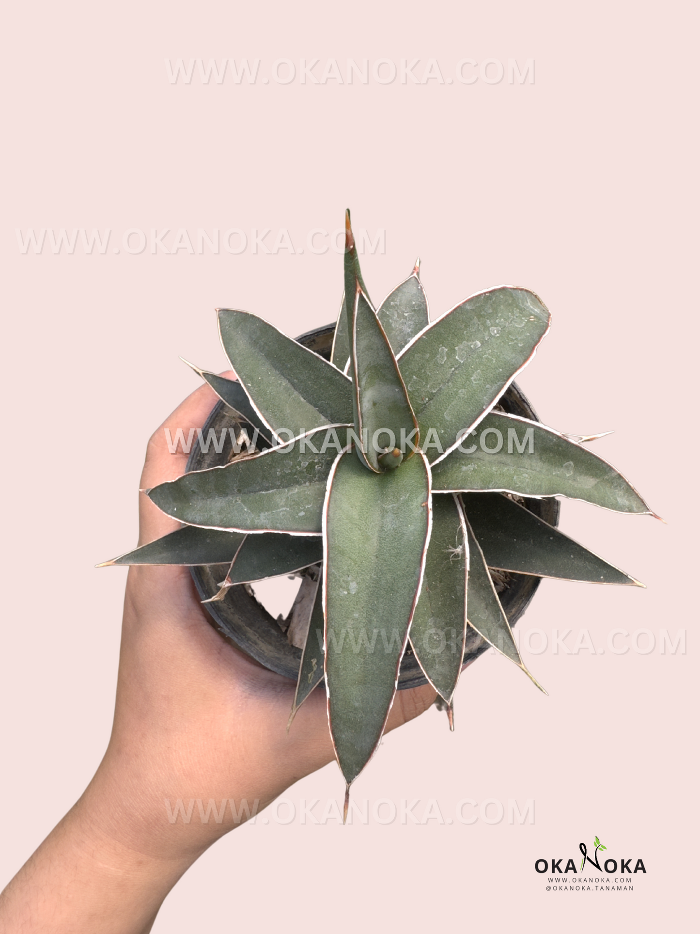 sansevieria comprar Sansevieria Lavranos