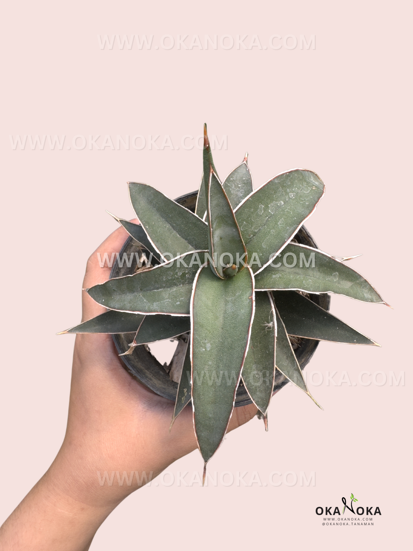 Sansevieria Lavranos