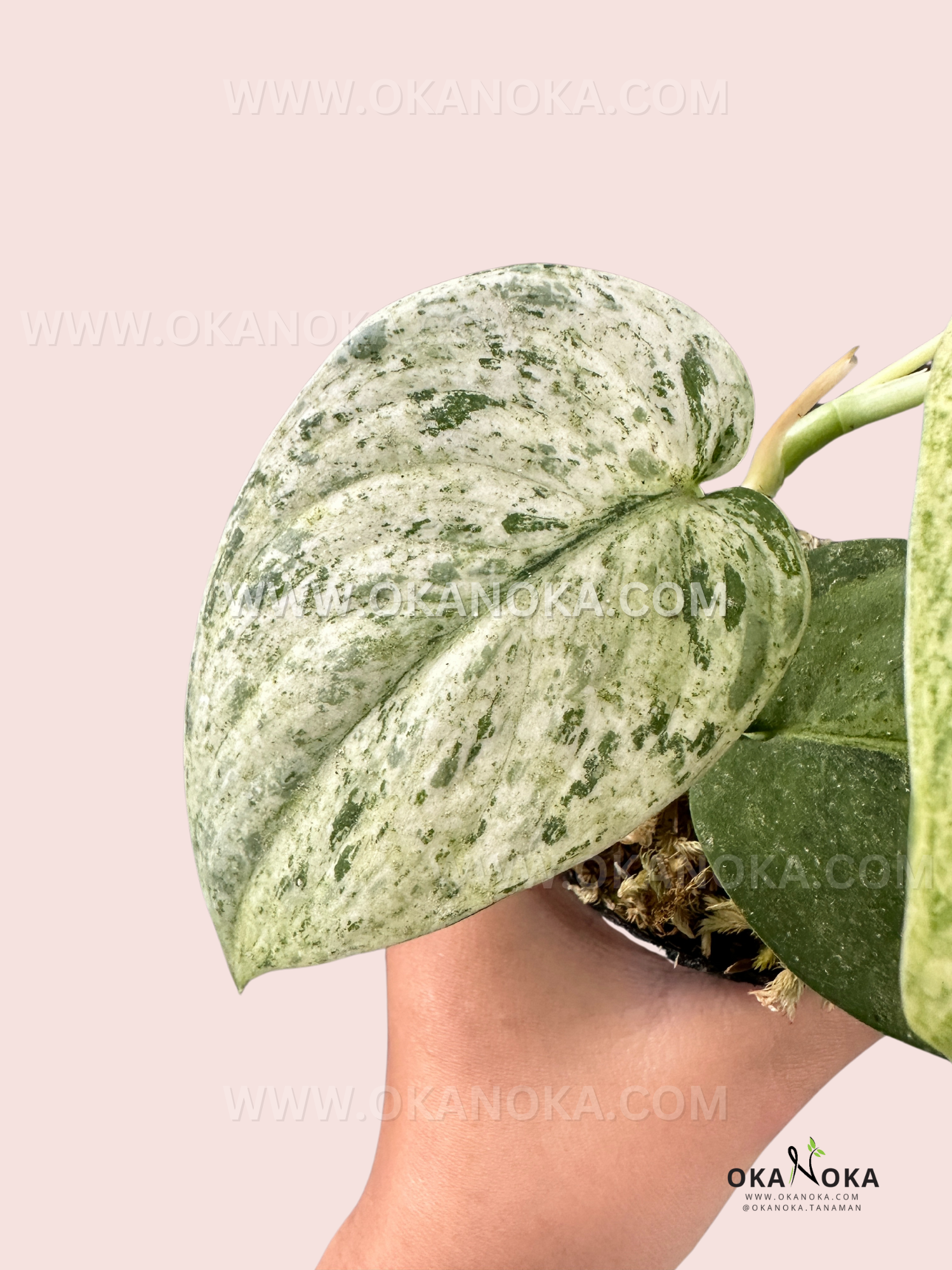 marble jade plant Scindapsus Jade Satin Marble Queen Variegated – Okanoka