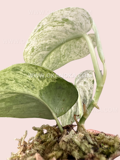 jade satin pothos for sale Scindapsus Jade Satin Marble Queen Variegated – Okanoka