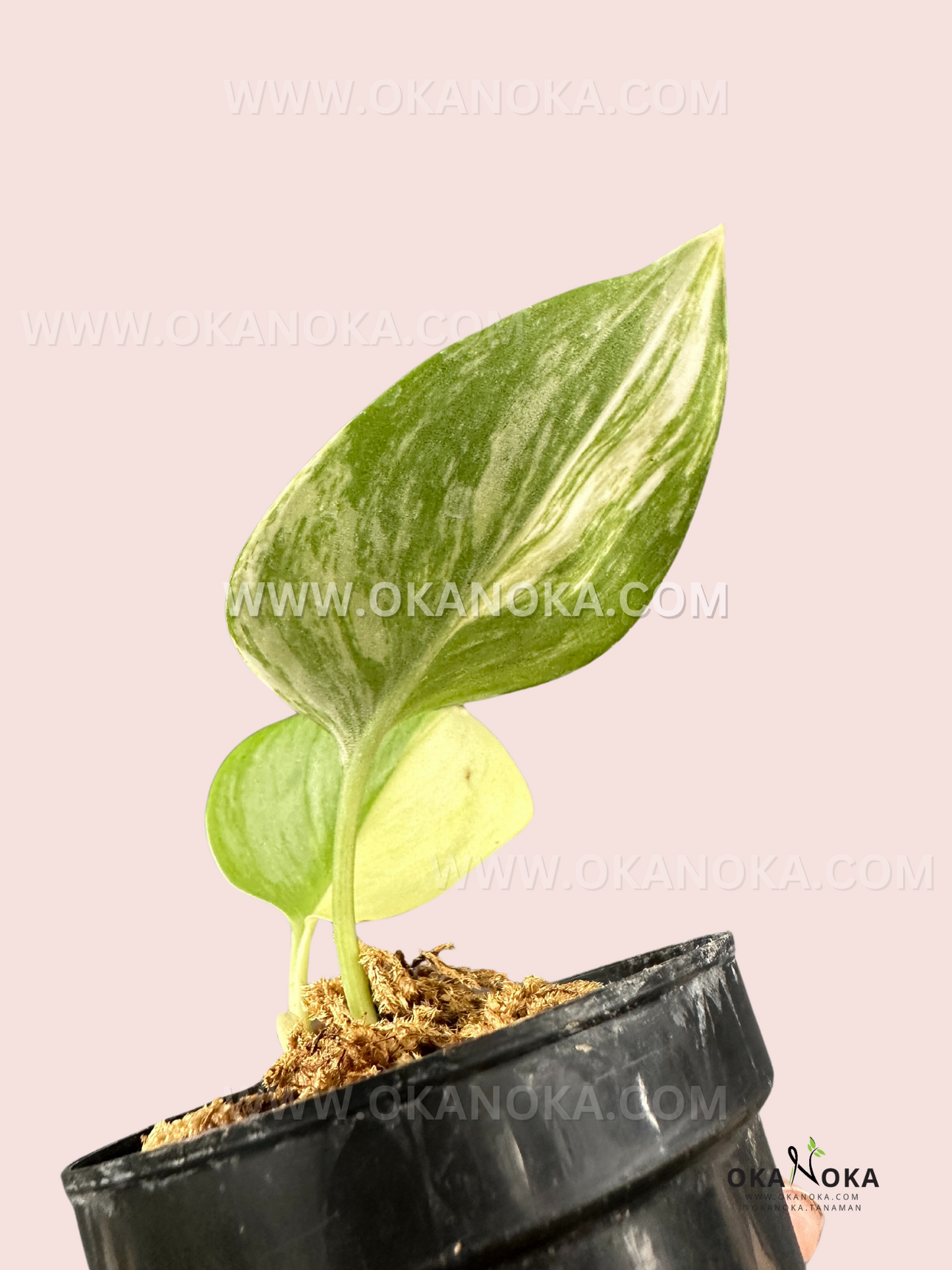 Scindapsus Rubicon live tropical plant with striking cream marbled foliage.
