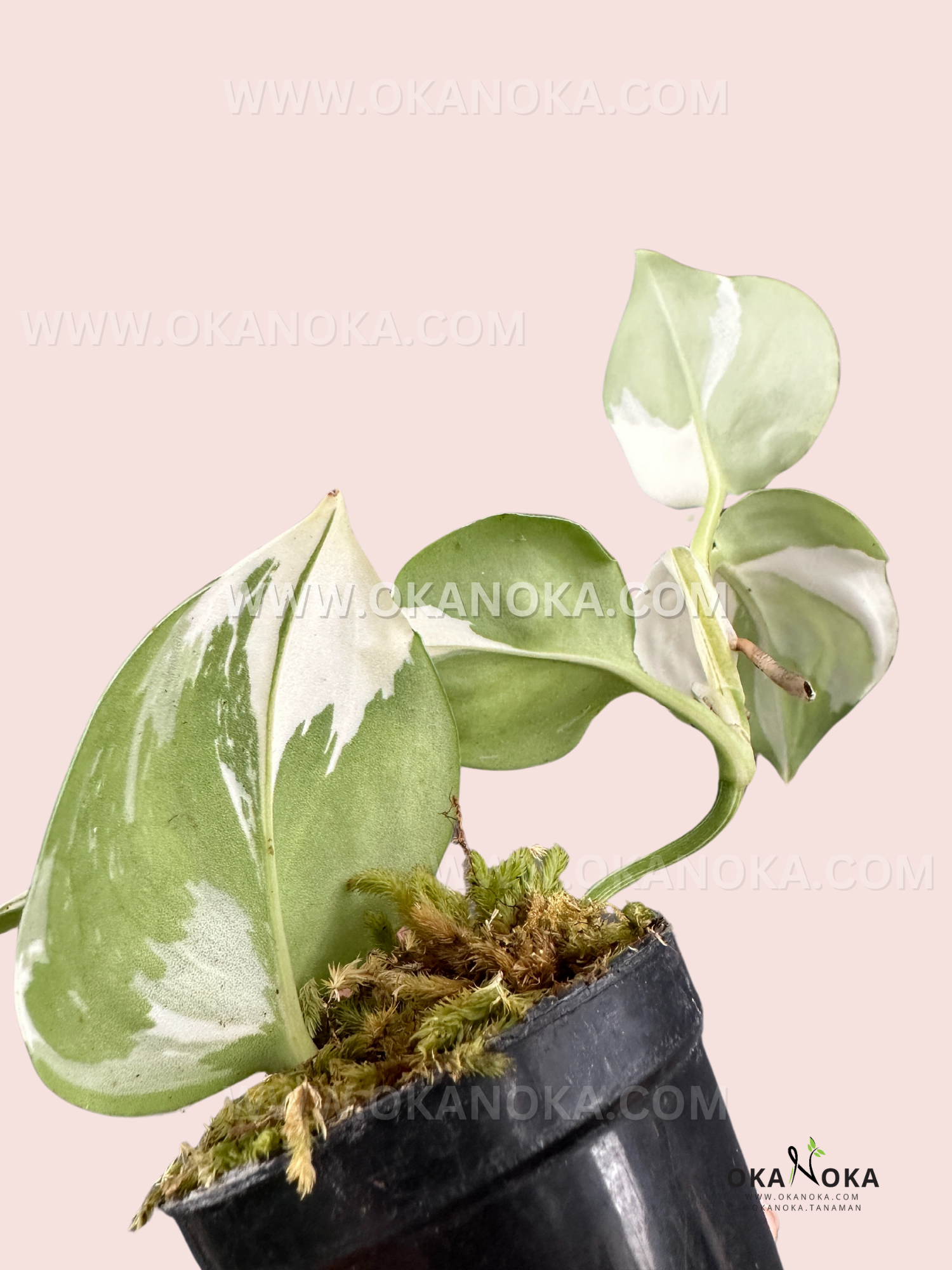 aglaonema treubii Scindapsus Treubii Albo