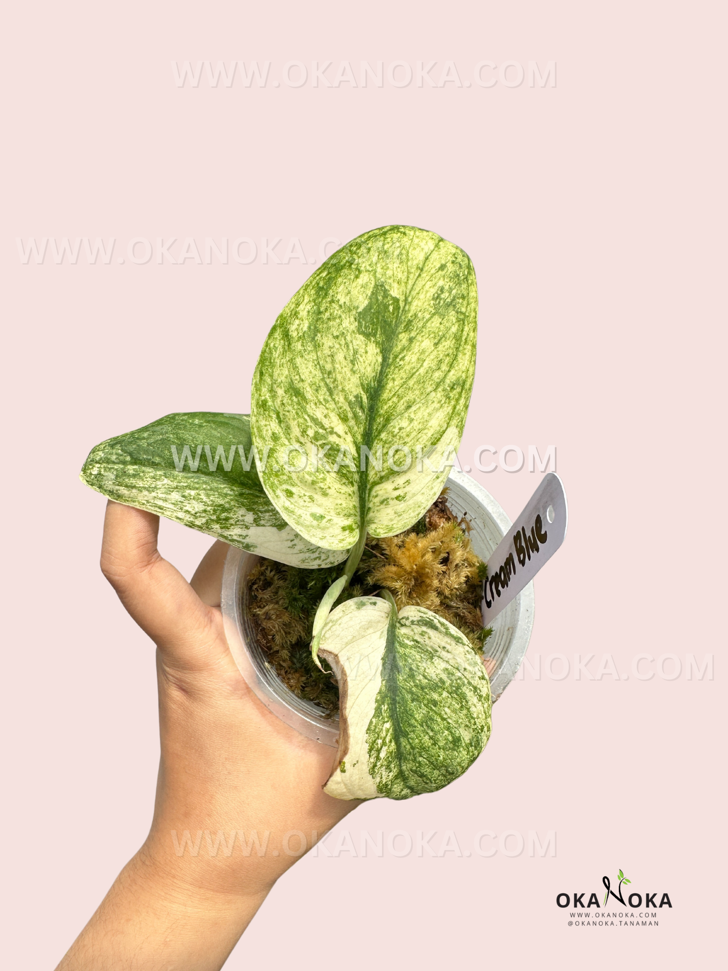 pothos cream Scindapsus Cream Blue – Okanoka