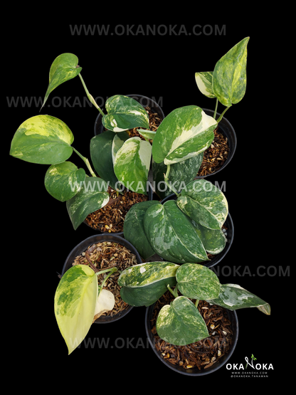 Scindapsus Jade Satin Variegated