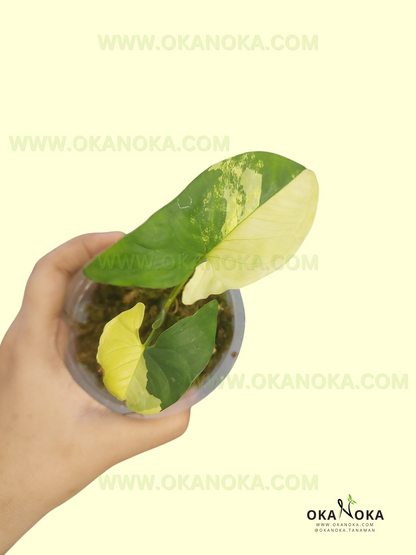 Starter Plant Wholesale Syngonium Aurea Yellow Variegated