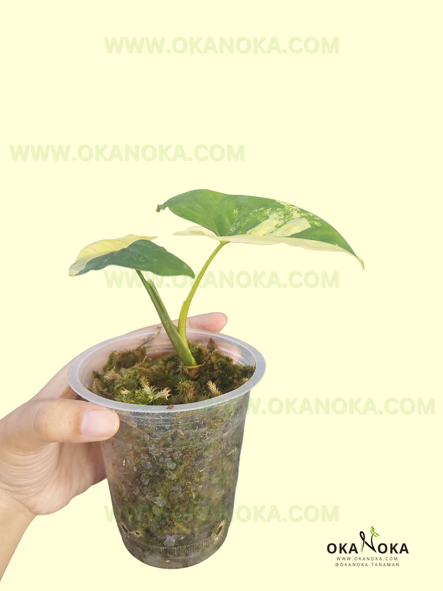 Starter Plant Wholesale Syngonium Aurea Yellow Variegated