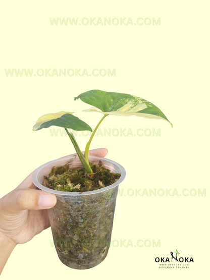 Starter Plant Wholesale Syngonium Aurea Yellow Variegated