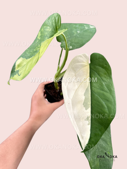 Syngonium Chiapense Variegated