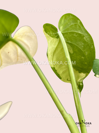 anthurium chiapense Syngonium Chiapense Variegated – Okanoka