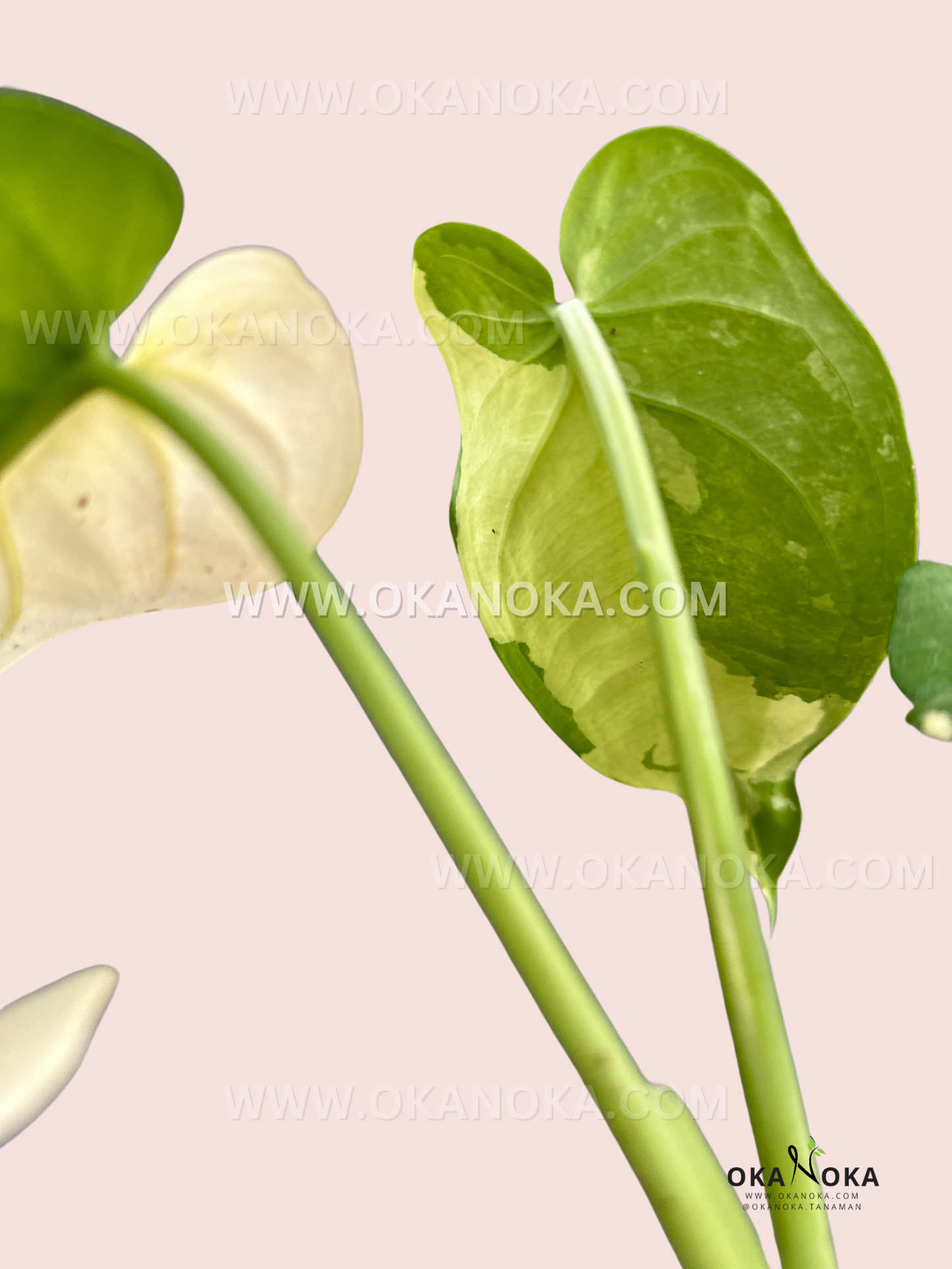 Syngonium Chiapense Variegated