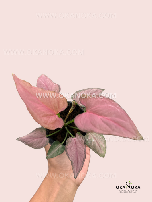 Syngonium Pink Perfection