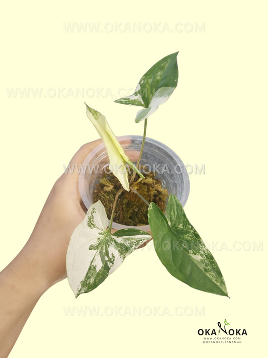 Starter Plant Syngonium Albo Variegated