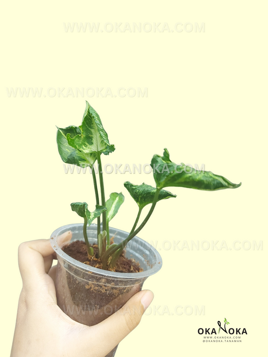 Starter Plant Syngonium Godzilla