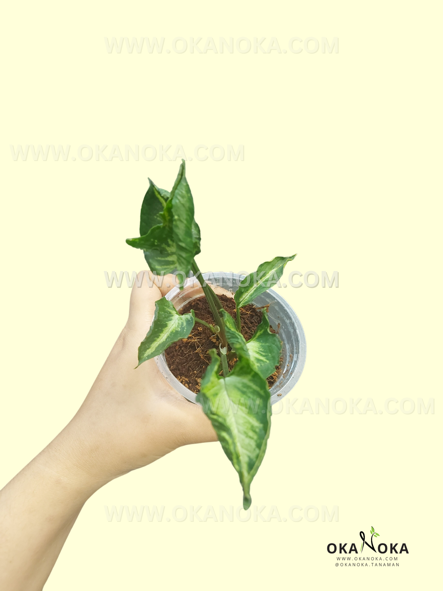 Starter Plant Wholesale Syngonium Godzilla