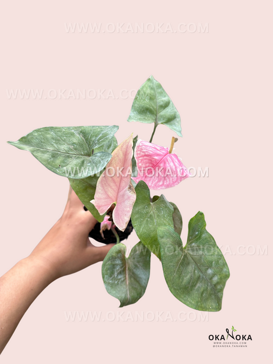 Syngonium Maria Pink