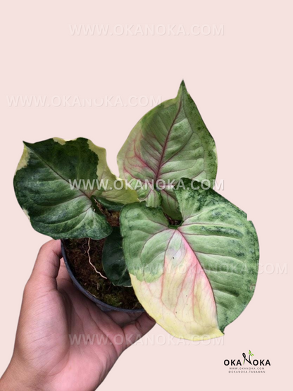 Syngonium Orm Thong live plant with cream, green, and soft pink variegated leaves.