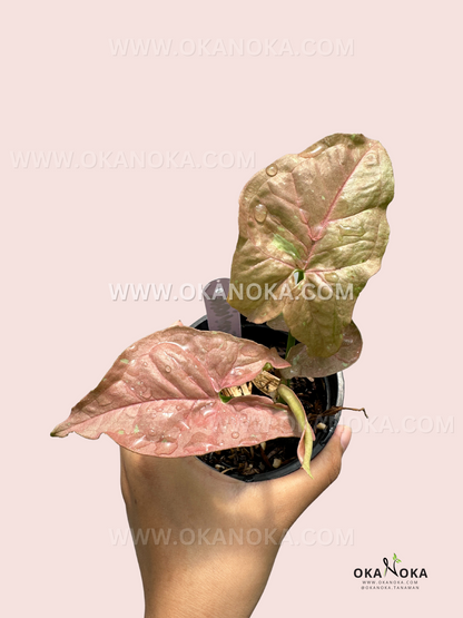 Syngonium Pink Caviar