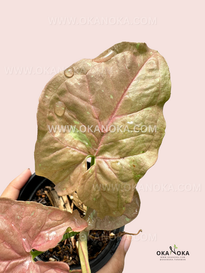 Syngonium Pink Caviar