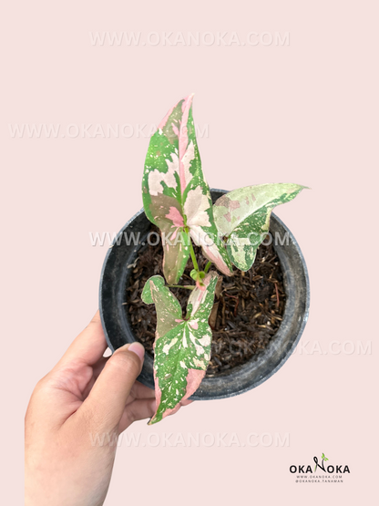 Syngonium Red Spot Pink on Pink live plant with pastel pink variegated arrow-shaped leaves.