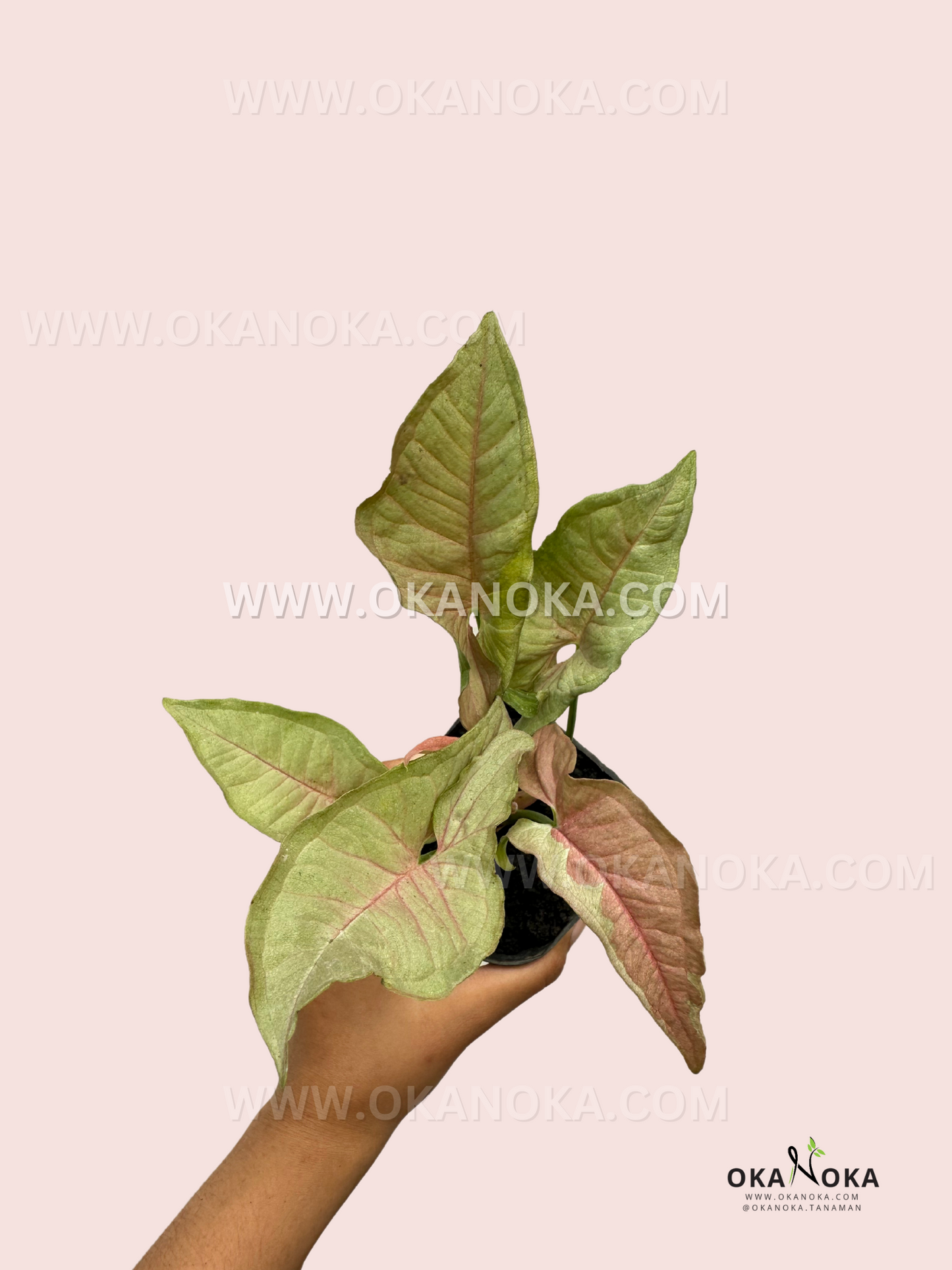 A hand holding Syngonium Pink Jade Unicorn, showcasing its arrow-shaped foliage with soft variegation.