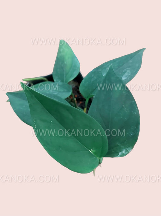 Scindapsus Jade Satin Sumatra