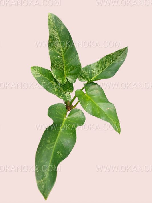 Philodendron Giganteum Mármol Abigarrado Medio