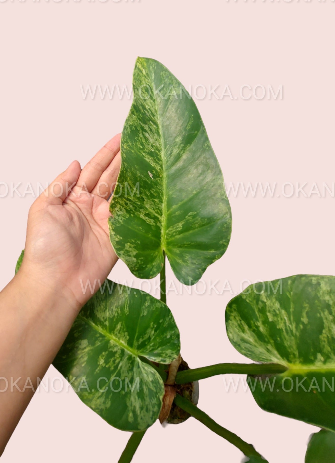 philodendron marble variegated Philodendron Giganteum Marble Variegated Medium