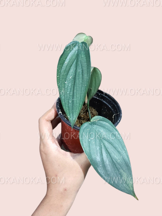 Philodendron Burlemarx Fantasy