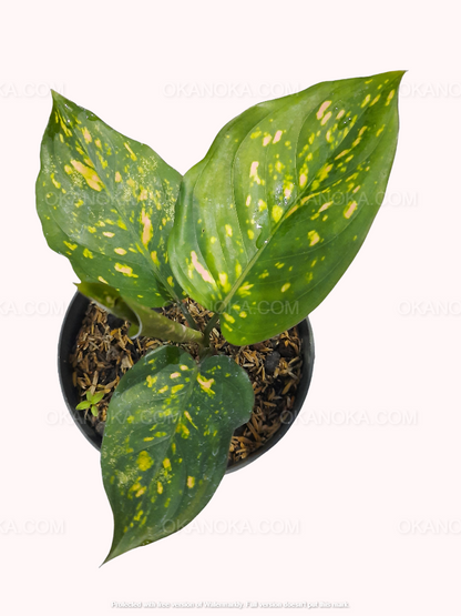 Aglaonema Ruby Chiangmai, Aglaonema Kochin Pink, live plants, rare plants, live aglaonema, rare aglaonema, aglaonema commutatum, live aglaonema commutatum variegated, variegated aglaonema plants, live variegated plants, outdoor plants, indoor plants, houseplants, jungle plants, tropical plants, forest plants, spring plants, cheap plants, aglaonema snow white, aglaonema snowhite, live aglaonema white plants,aglaonema pink plants